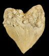Nice Squalicorax (Crow Shark) Fossil Tooth #38419-1